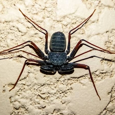 Arachnida - Amblypygi