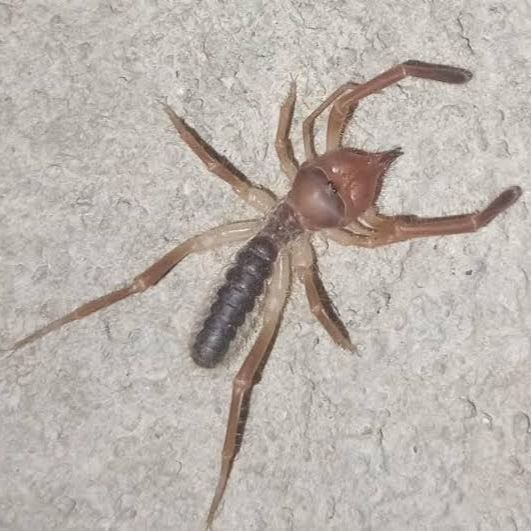Arachnida - Solifugae