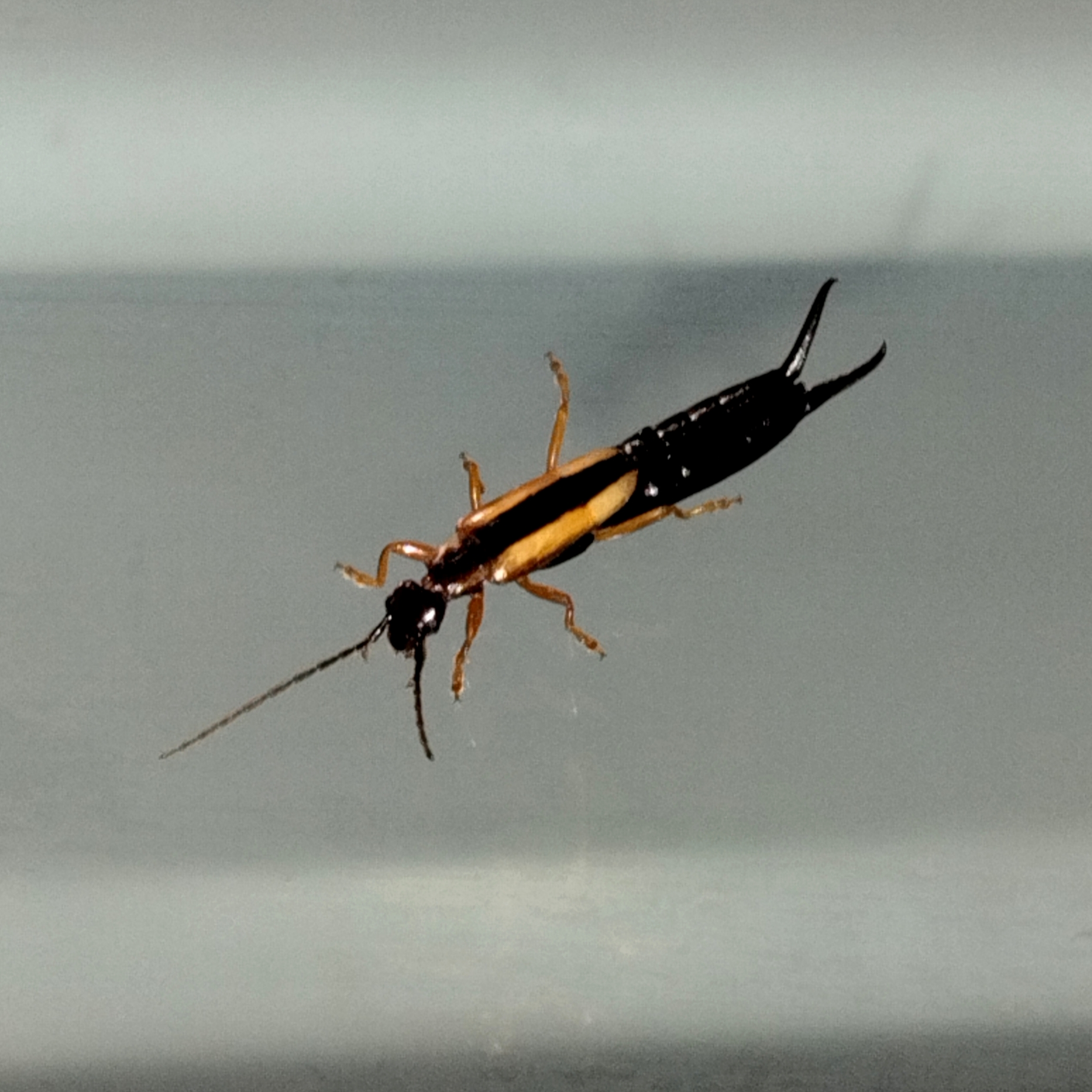 Insecta - Dermaptera