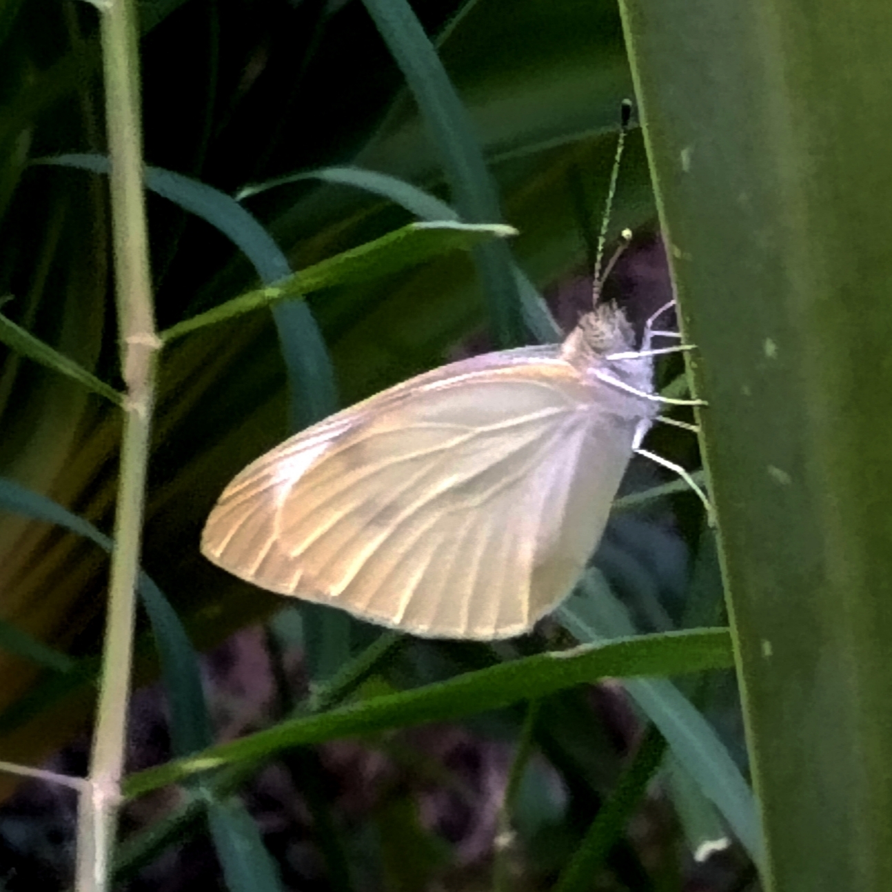 Insecta - Lepidoptera