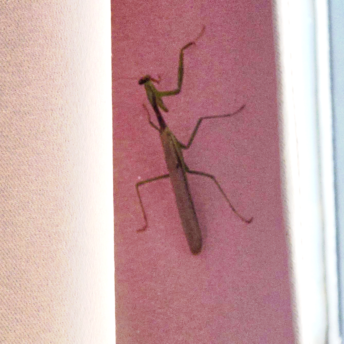 Insecta - Mantodea