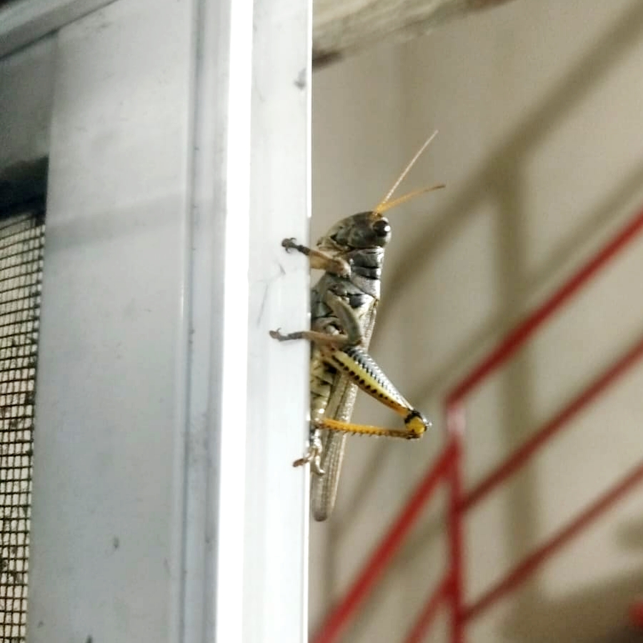 Insecta - Orthoptera