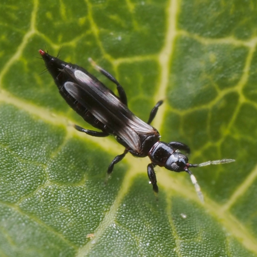 Insecta - Thysanoptera